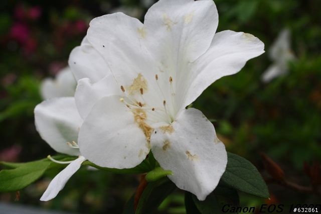Canon EOS 1000D 內灣拍