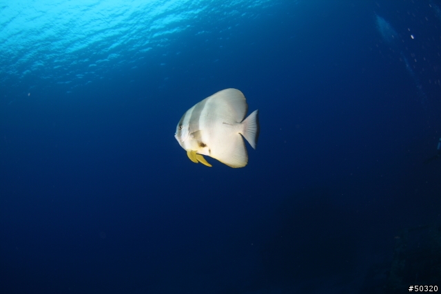 98' 綠島潛水