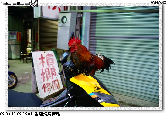 [關懷盃]任務成功~感謝大家!!3月29日青年節~關懷盃第二彈~~番茄媽媽~~