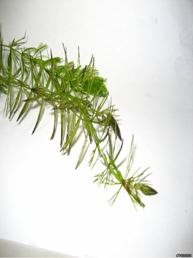 孔雀魚一次暴斃一半??怎麼會勒