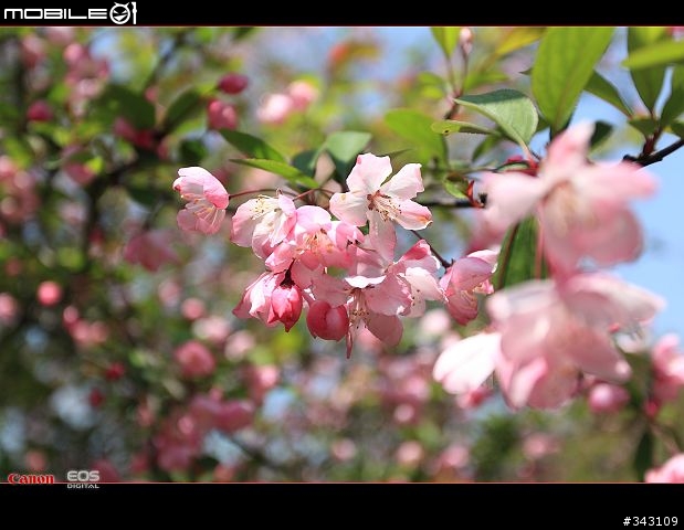三月櫻花大滿貫