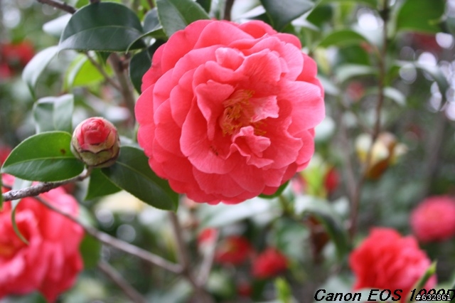 Canon EOS 1000D 內灣拍