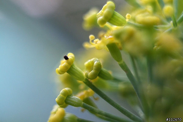 [分享]便宜的左岸製EF用接寫環