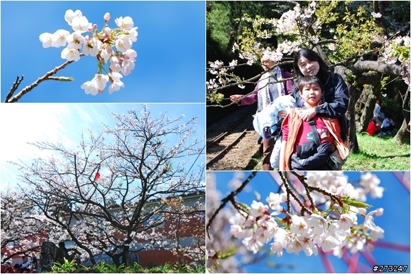 櫻櫻美代子去阿里山尋找日出東方的感動啪啪夠之旅@09-0316