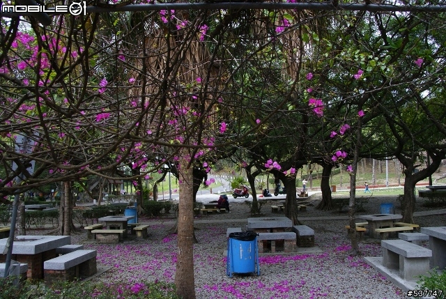 烏山頭櫻花開囉~