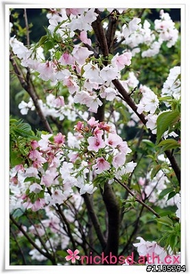 [DAHON 櫻花同學會]0314(六)三芝浪漫櫻花道☆小芋頭+小蛙第一次開團喔☆