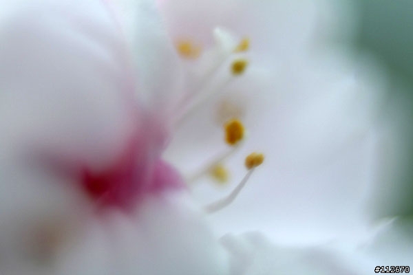 [分享]便宜的左岸製EF用接寫環