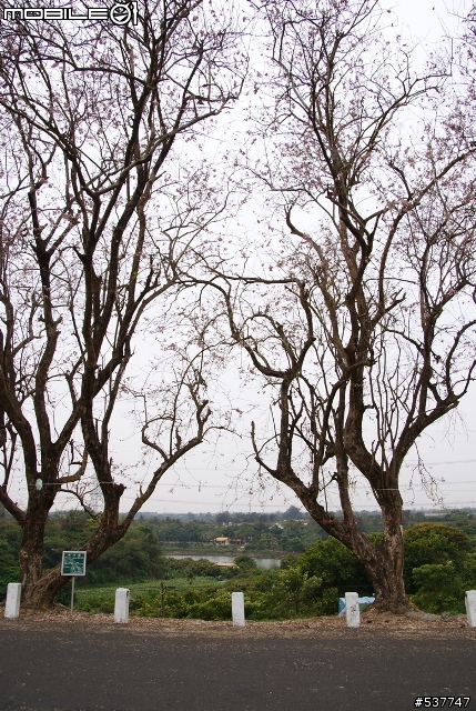 烏山頭櫻花開囉~