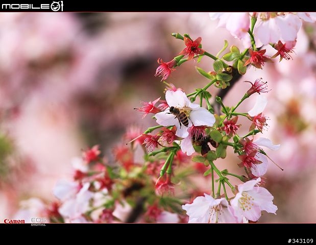 三月櫻花大滿貫
