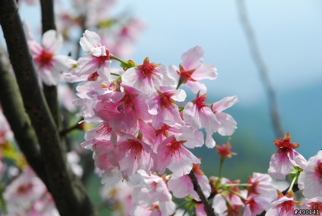 一個人的旅行～陽明山花季<圖多>待續.....