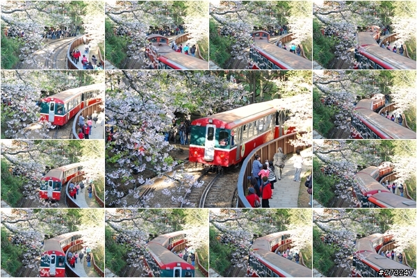櫻櫻美代子去阿里山尋找日出東方的感動啪啪夠之旅@09-0316