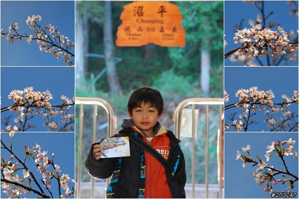 櫻櫻美代子去阿里山尋找日出東方的感動啪啪夠之旅@09-0316
