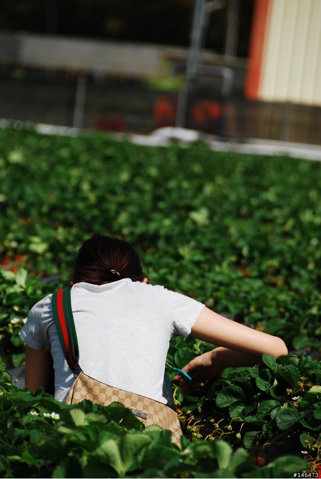 Simga?Nikon?不用考慮了N18-200VR 旅遊好鏡