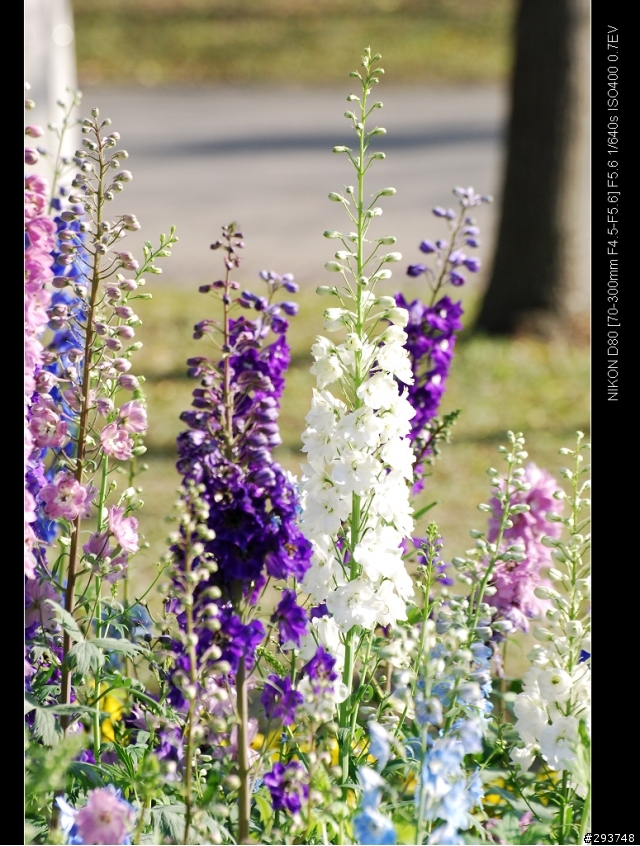 D80+17-70 和N50 1.4D陽明山花季~花卉欣賞