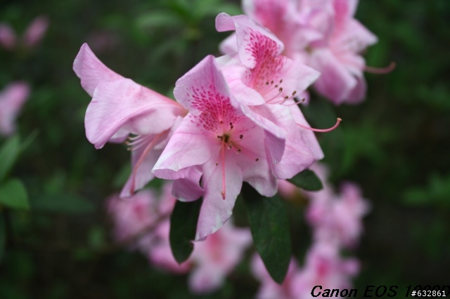 Canon EOS 1000D 內灣拍