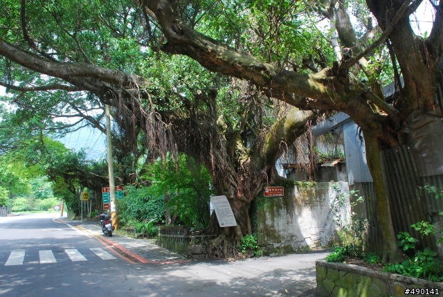 一個人的旅行～陽明山花季<圖多>待續.....