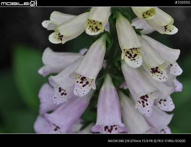 D90+TAMRON 18-270 +-X-免後製曲線V1之照片分享
