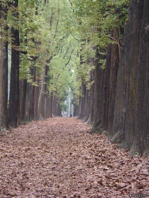 六龜鄉~新威森林公園--樹道漫遊