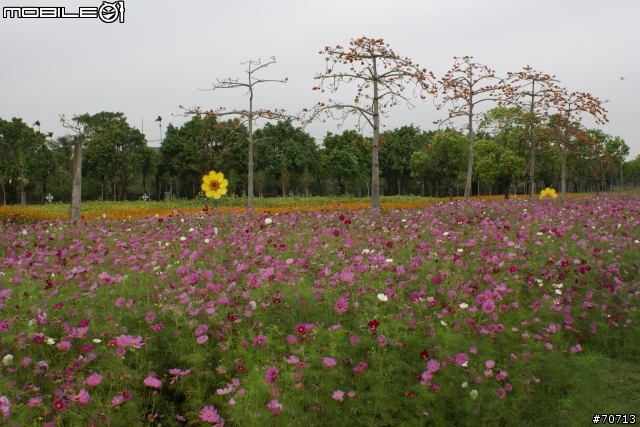 RAV4與櫻花滿開的烏山頭