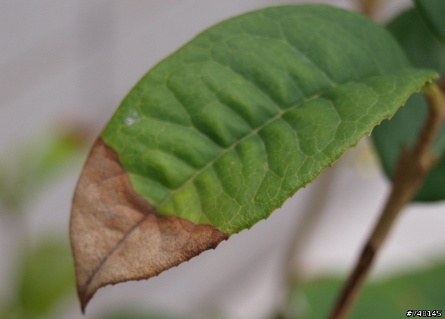 !問題!桂花的葉子枯萎?是甚麼原因造成的??