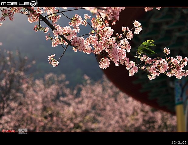 三月櫻花大滿貫