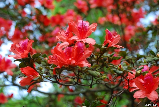 一個人的旅行～陽明山花季<圖多>待續.....