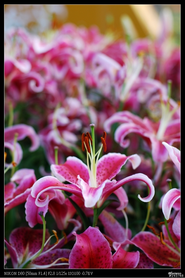 D80+17-70 和N50 1.4D陽明山花季~花卉欣賞
