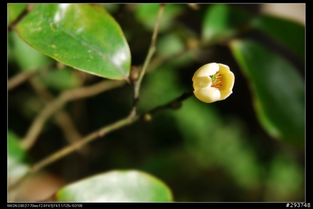 D80+17-70 和N50 1.4D陽明山花季~花卉欣賞