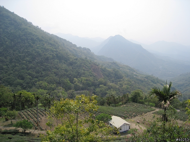 嘉義縣 中埔→阿里山公路→龍美→達娜伊谷→茶山→大埔→台三線→中埔