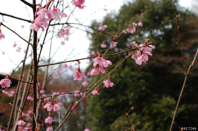 [開箱]Nikon AF-S DX 35mm f/1.8G-我的D40第一顆定焦鏡