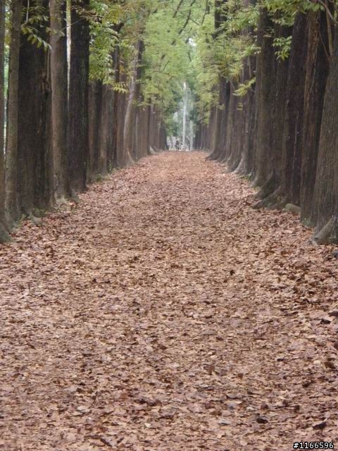 六龜鄉~新威森林公園--樹道漫遊