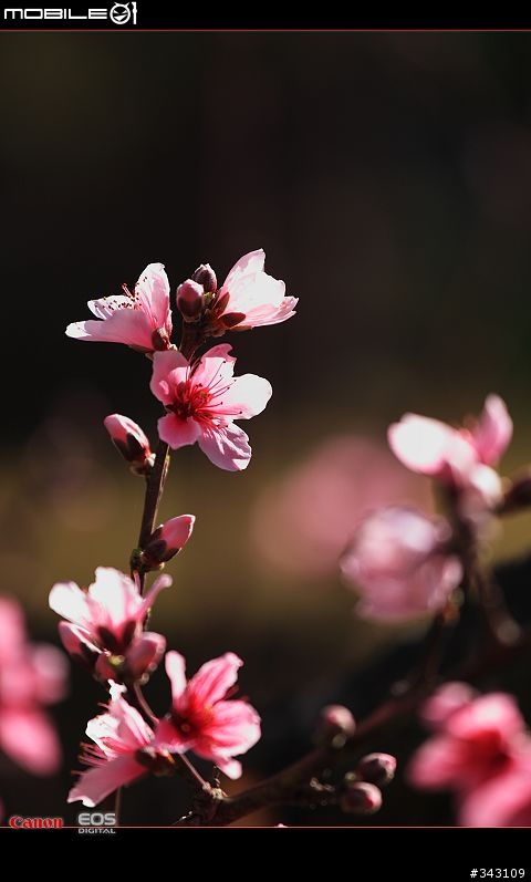三月櫻花大滿貫