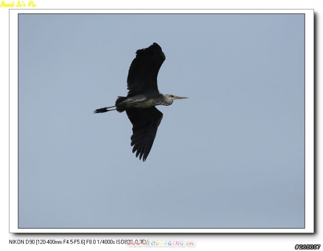 (3/26再次新增試拍圖,在第三頁,稍微熟練點了)Sigma 120~400mm F4.5-5.6 APO DG OS 開箱文