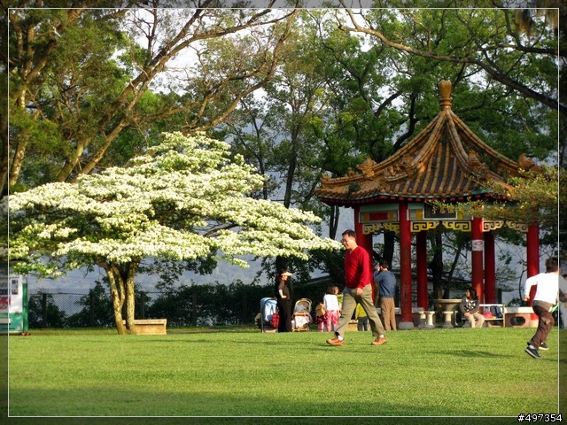 【石管局大草坪】四月流蘇三月雪，花季結束～