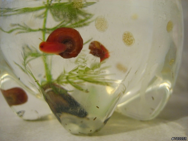 孔雀魚一次暴斃一半??怎麼會勒