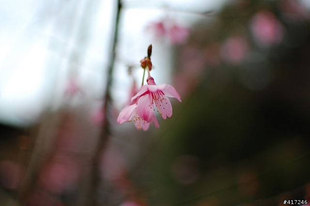 [開箱]Nikon AF-S DX 35mm f/1.8G-我的D40第一顆定焦鏡