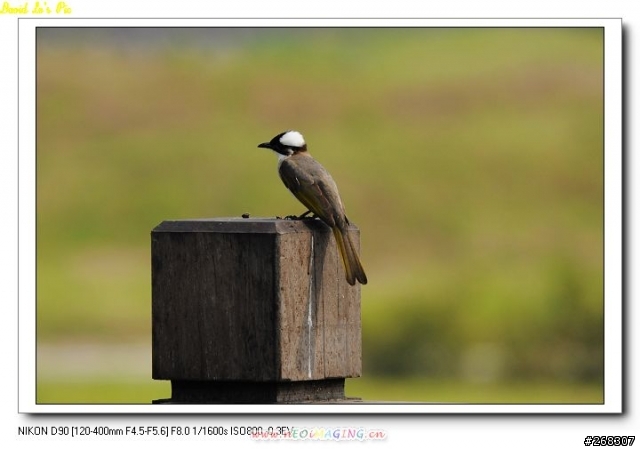 (3/26再次新增試拍圖,在第三頁,稍微熟練點了)Sigma 120~400mm F4.5-5.6 APO DG OS 開箱文