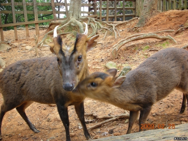 新竹動物園