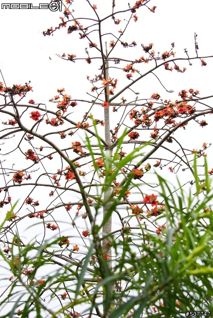 烏山頭櫻花開囉~