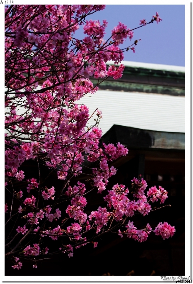 桃園神社(忠烈祠)賞櫻