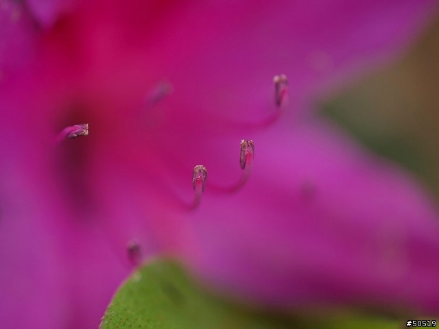 敗了首顆"50mm -F2.0"定焦鏡
