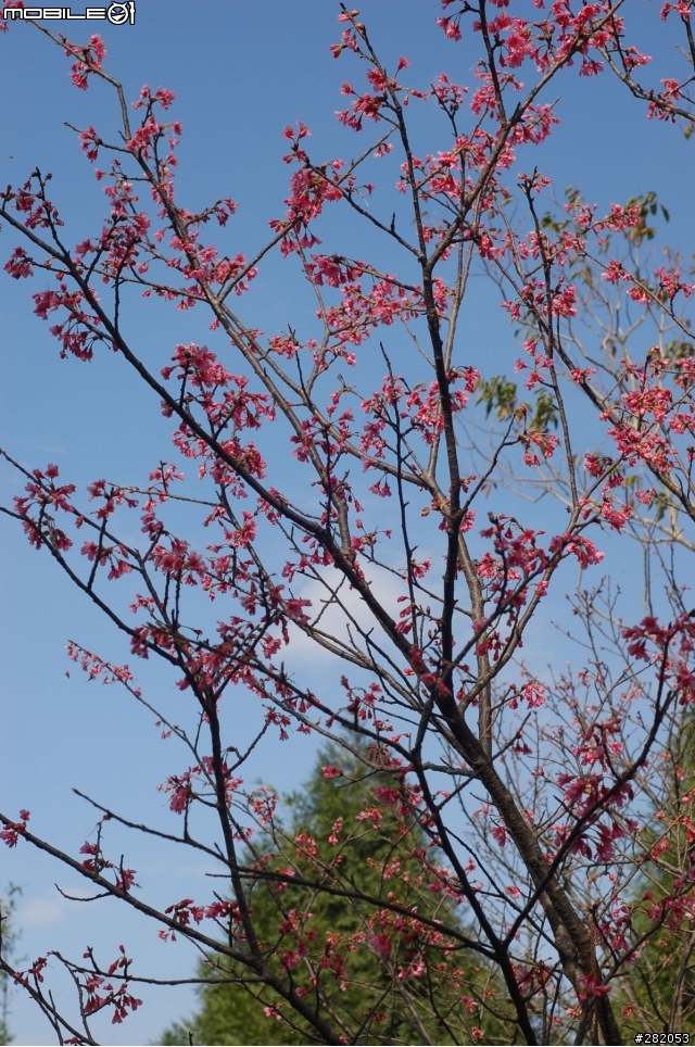 拉拉山二日遊