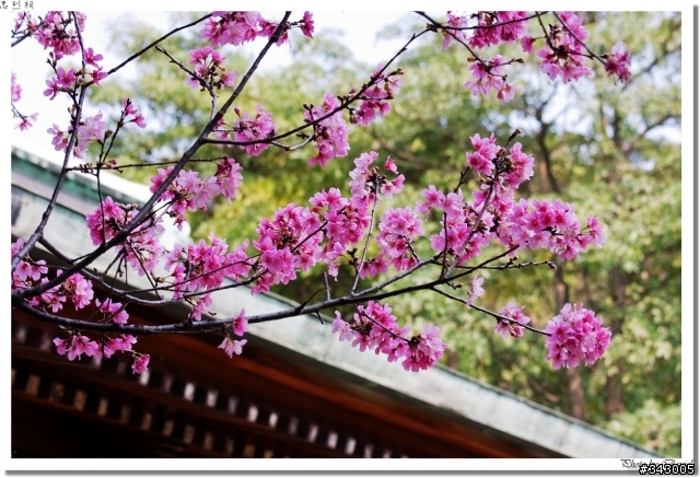 桃園神社(忠烈祠)賞櫻