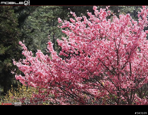三月櫻花大滿貫
