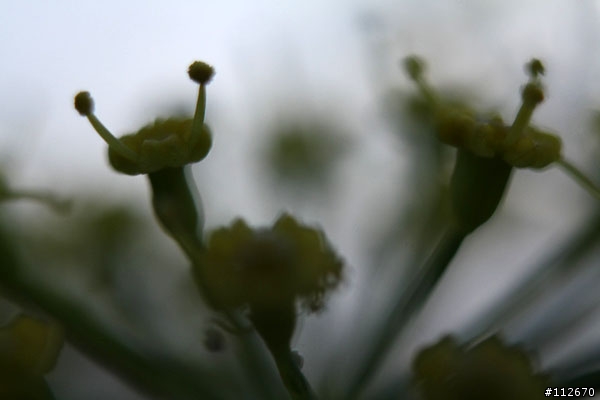 [分享]便宜的左岸製EF用接寫環