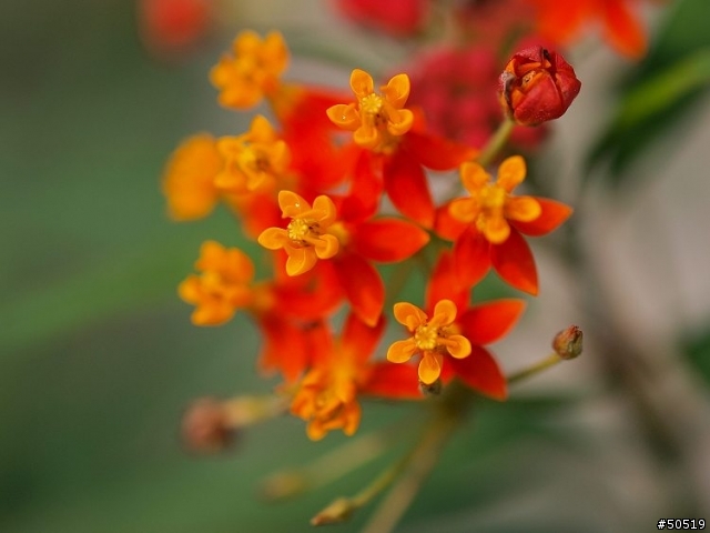 敗了首顆"50mm -F2.0"定焦鏡