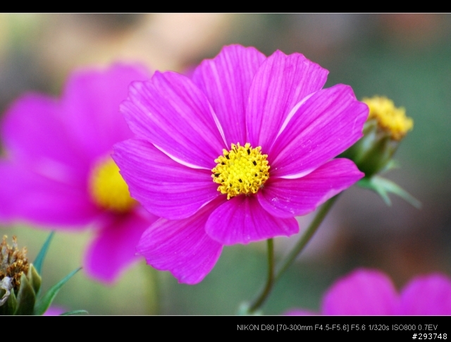 D80+17-70 和N50 1.4D陽明山花季~花卉欣賞