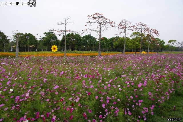 烏山頭櫻花開囉~