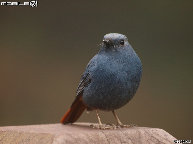 Olympus ZD 70-300mm F4.0-5.6 打鳥