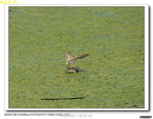 (3/26再次新增試拍圖,在第三頁,稍微熟練點了)Sigma 120~400mm F4.5-5.6 APO DG OS 開箱文